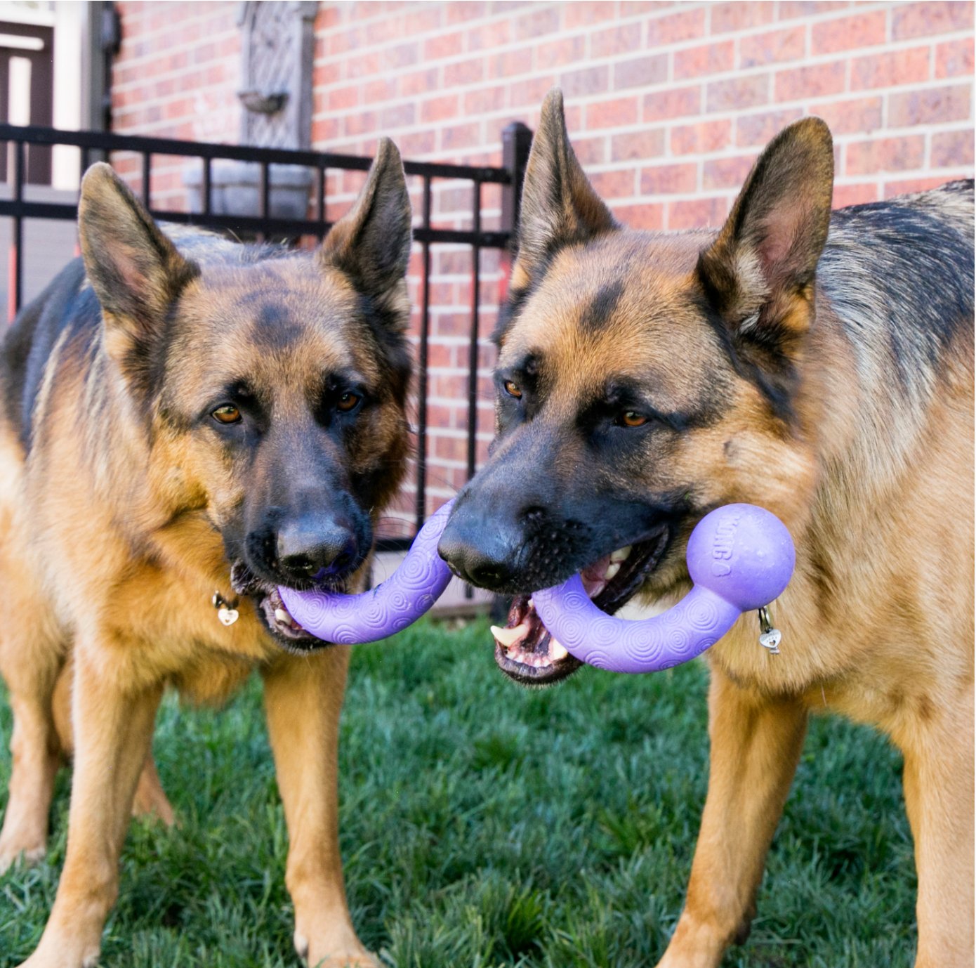 KONG Ogee Stick Large - Chewbox Natural Dog Chew - Grain & Gluten Free