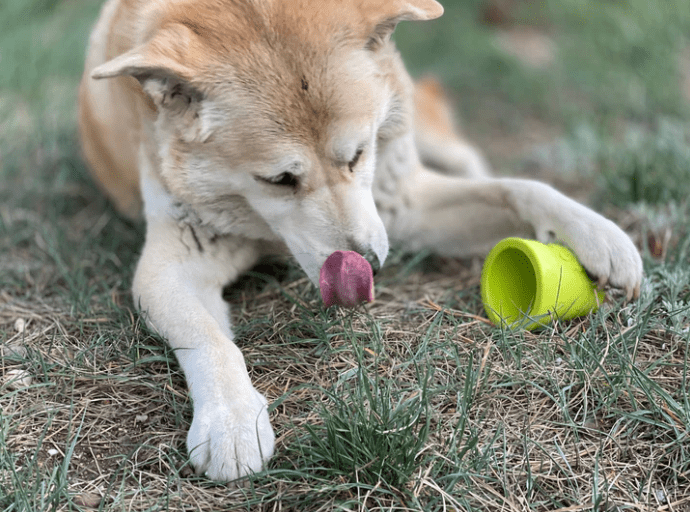 SodaPup Flower Pot Nylon Chew & Enrichment Toy - Chewbox Natural Dog Chew - Grain & Gluten Free