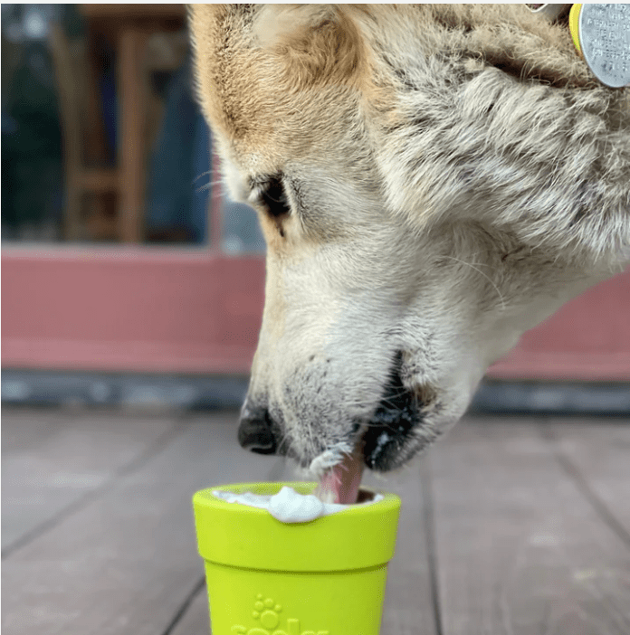 SodaPup Flower Pot Nylon Chew & Enrichment Toy - Chewbox Natural Dog Chew - Grain & Gluten Free